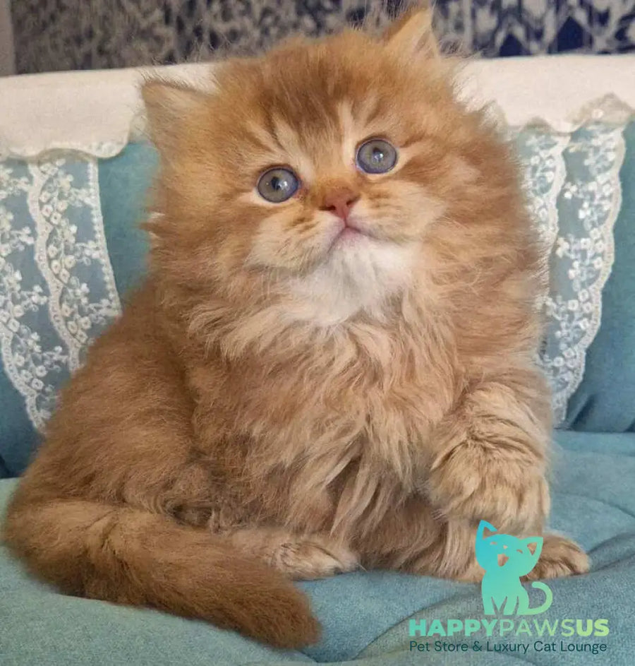 Maribel British Longhair female chocolate golden shaded - live animals