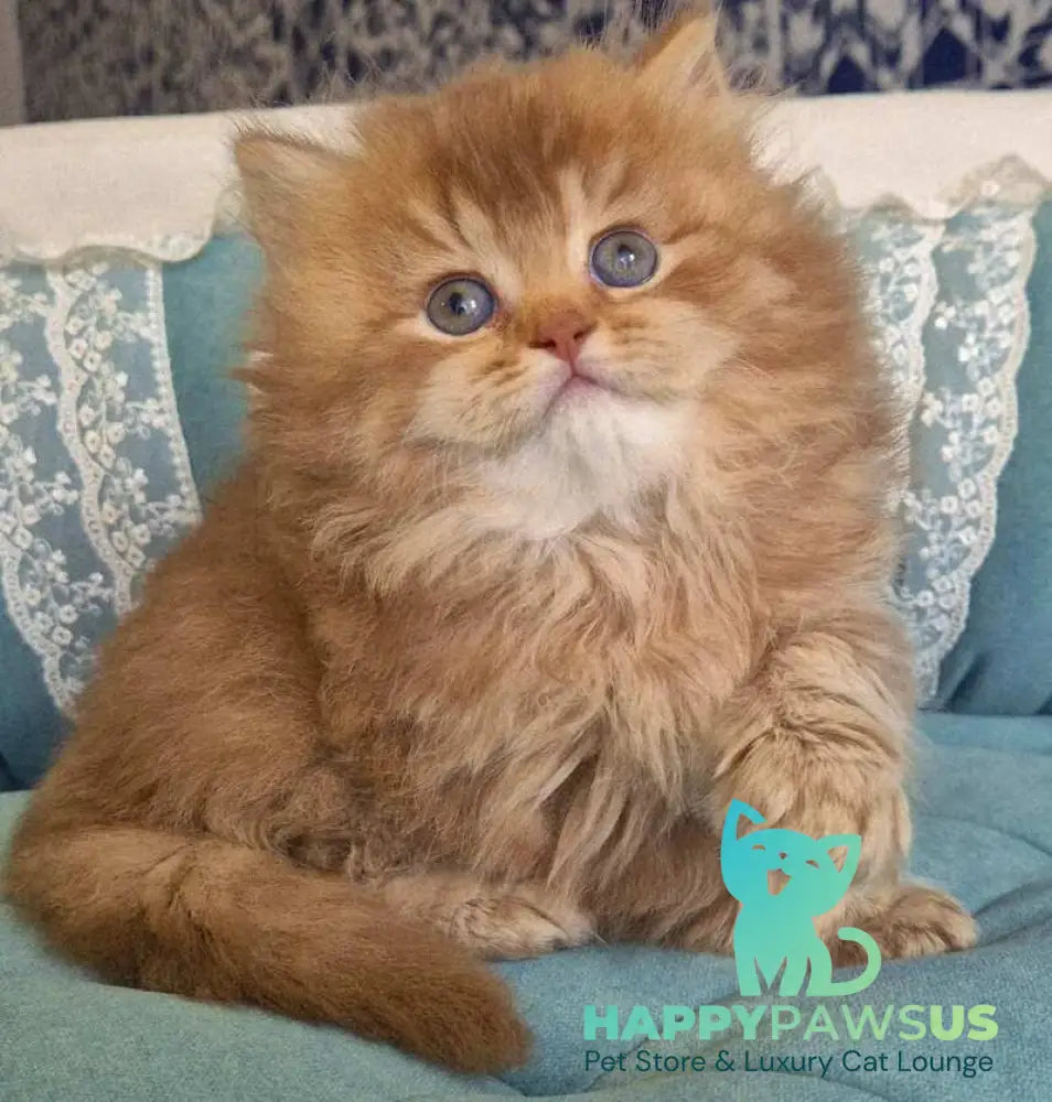 Maribel British Longhair female chocolate golden shaded - live animals