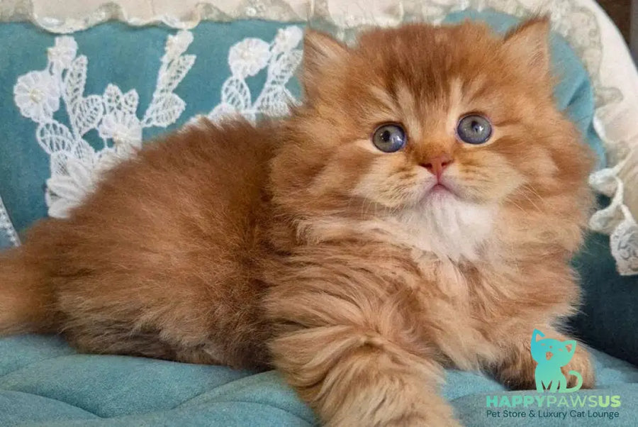 Maribel British Longhair female chocolate golden shaded - live animals