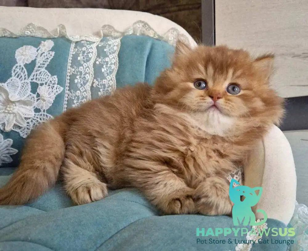 Maribel British Longhair female chocolate golden shaded - live animals
