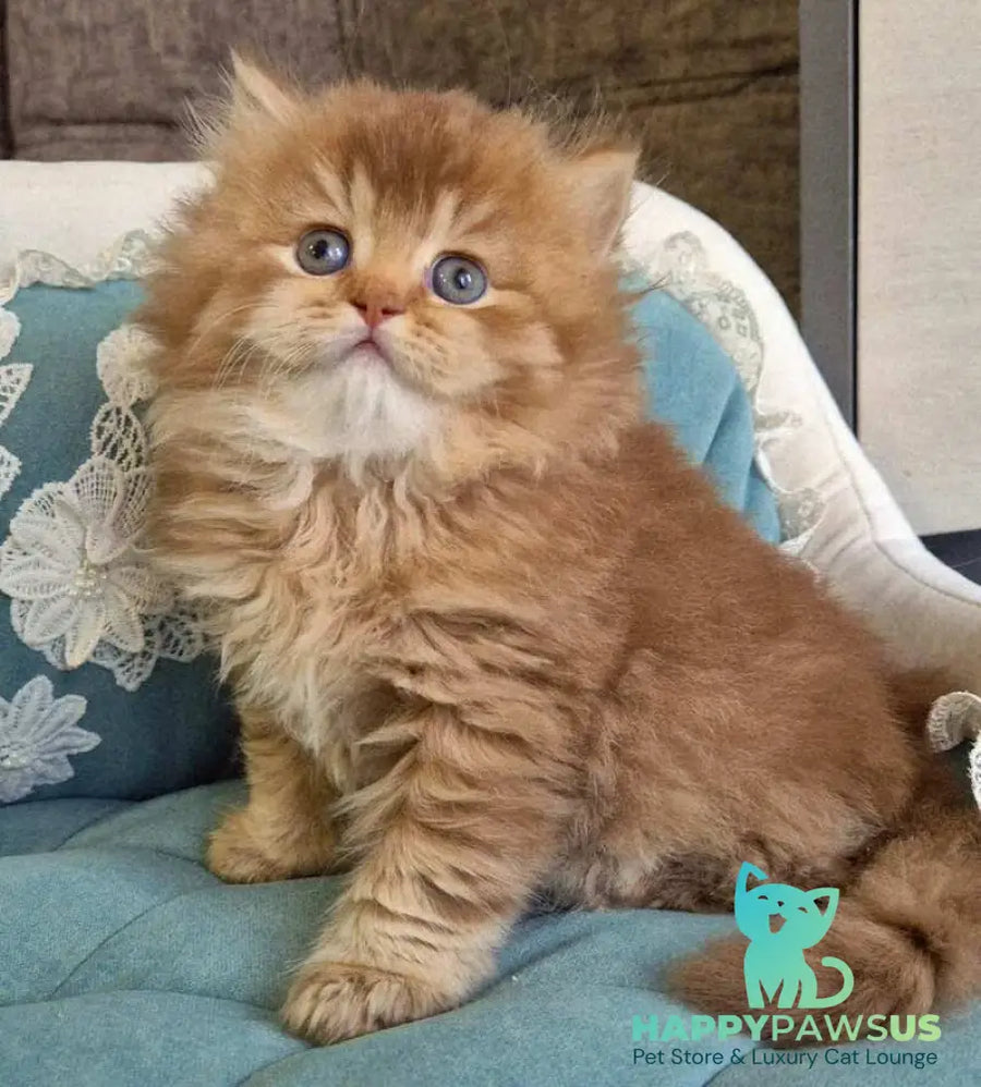 Maribel British Longhair female chocolate golden shaded - live animals