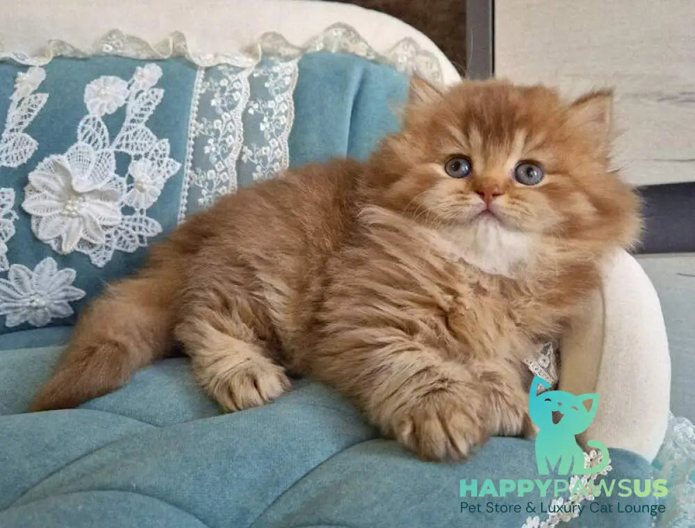 Maribel British Longhair female chocolate golden shaded - live animals
