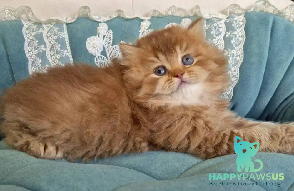Maribel British Longhair female chocolate golden shaded - live animals