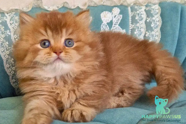 Maribel British Longhair female chocolate golden shaded - live animals