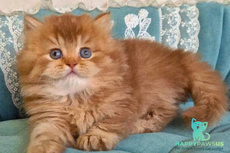 Maribel British Longhair female chocolate golden shaded - live animals