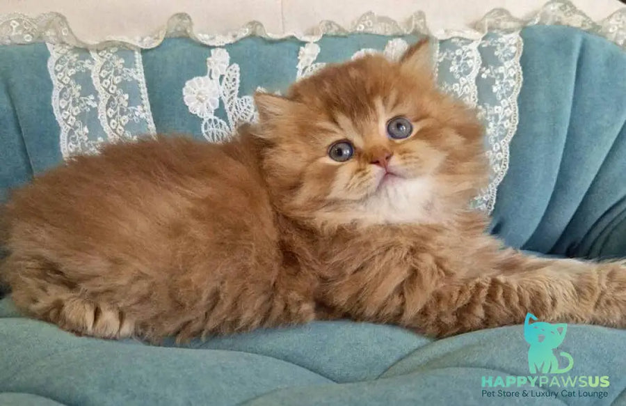 Maribel British Longhair female chocolate golden shaded - live animals