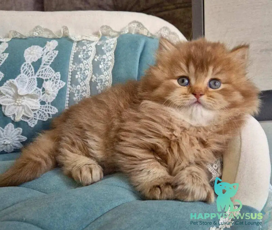 Maribel British Longhair female chocolate golden shaded - live animals