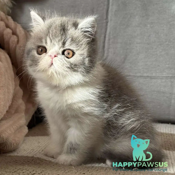 Marie Exotic female blue bicolour spotted tabby - live animals