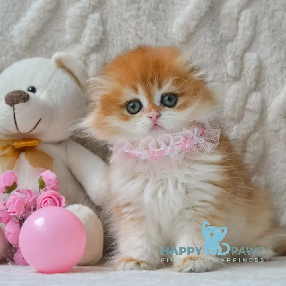 Mariella Scottish Fold female black golden chinchilla live animals