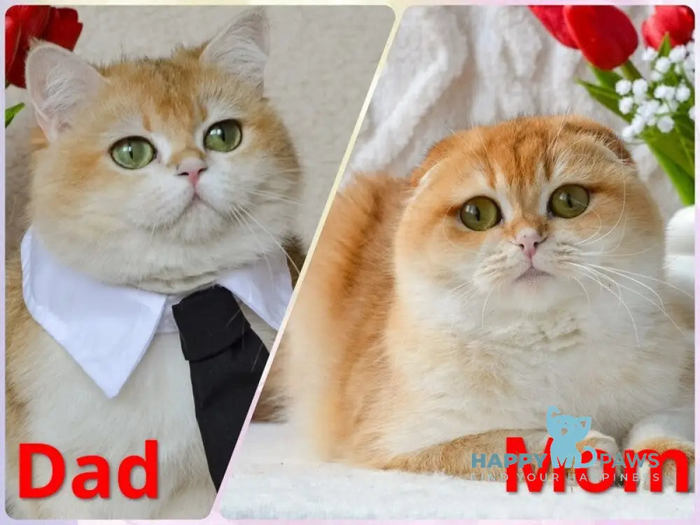 Mariella Scottish Fold female black golden chinchilla live animals