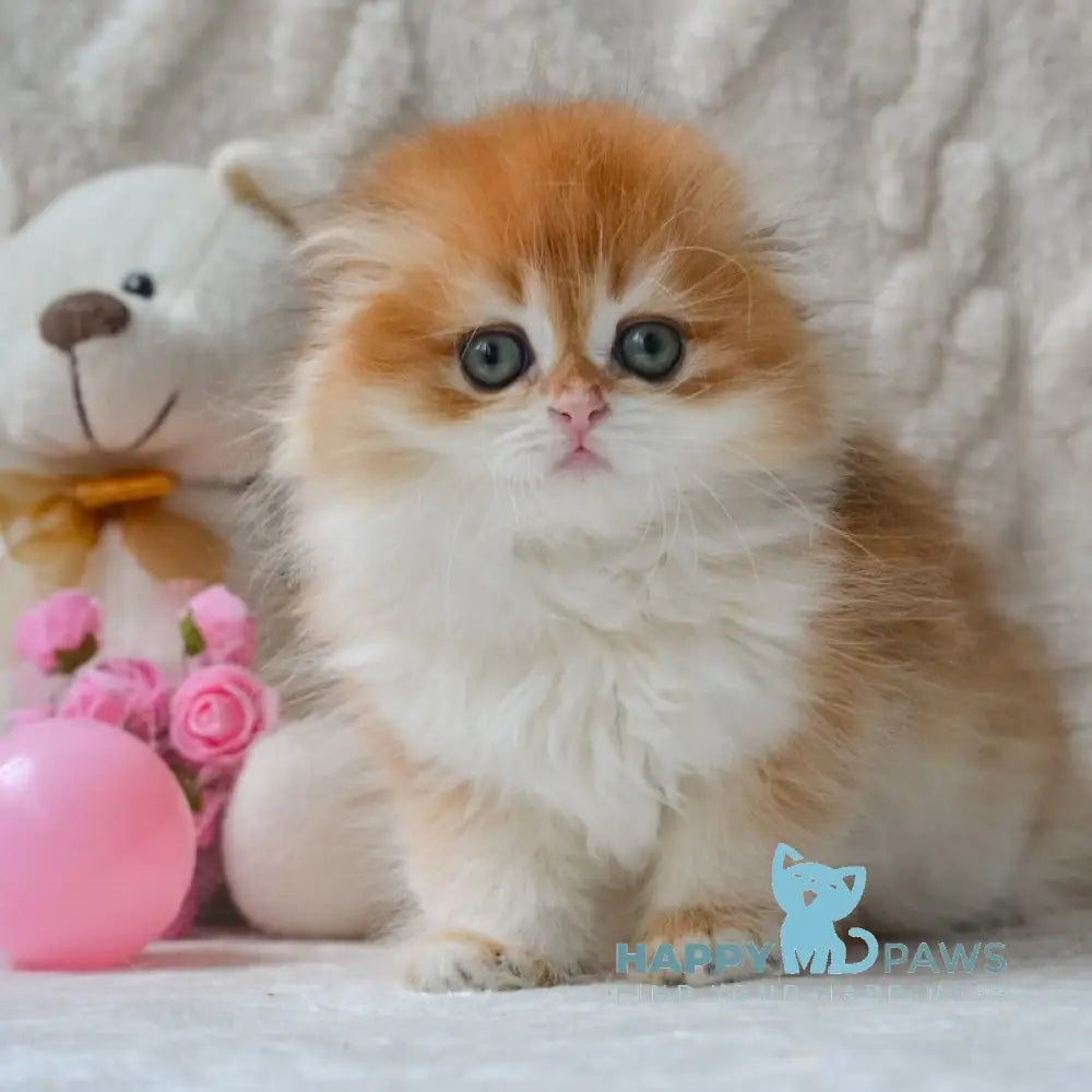 Mariella Scottish Fold female black golden chinchilla live animals
