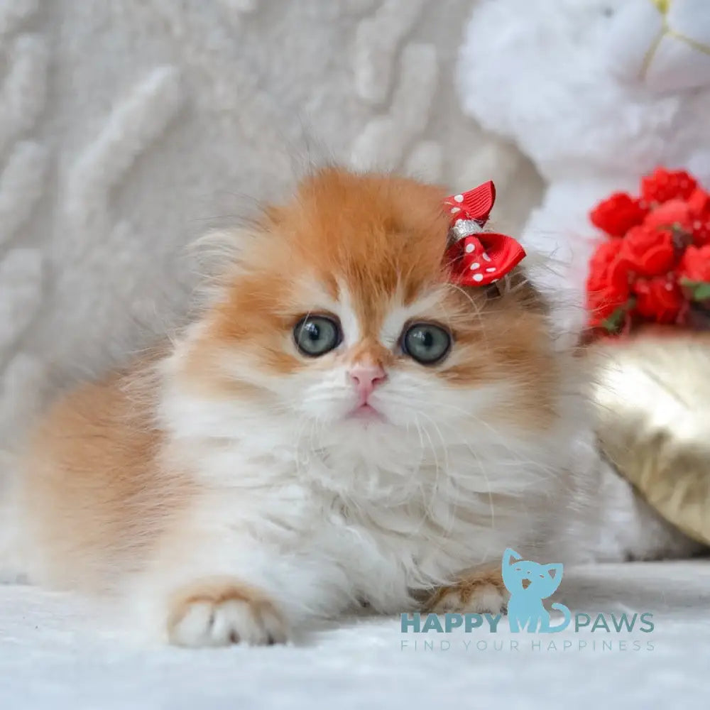 Mariella Scottish Fold female black golden chinchilla live animals