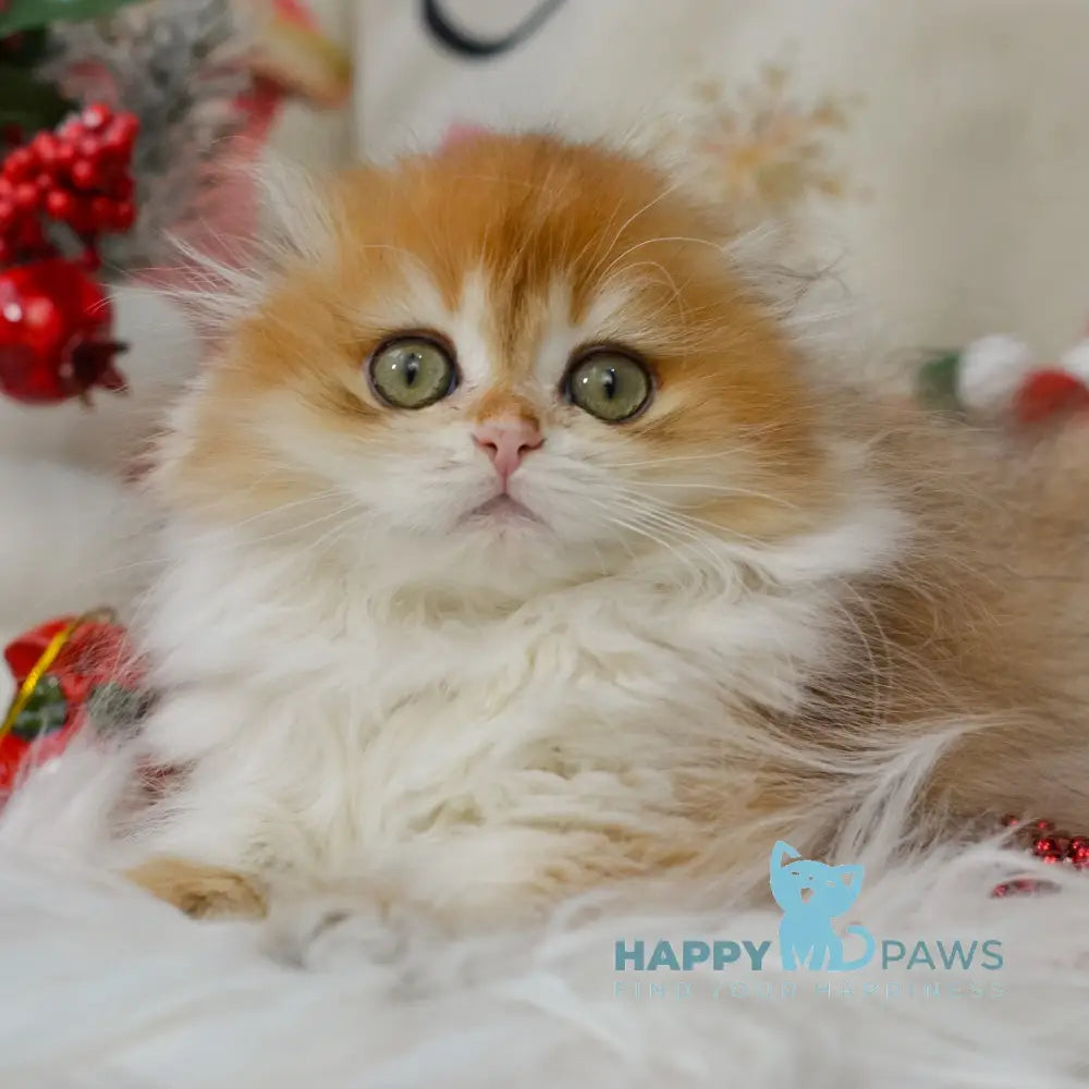 Mariella Scottish Fold female black golden chinchilla live animals