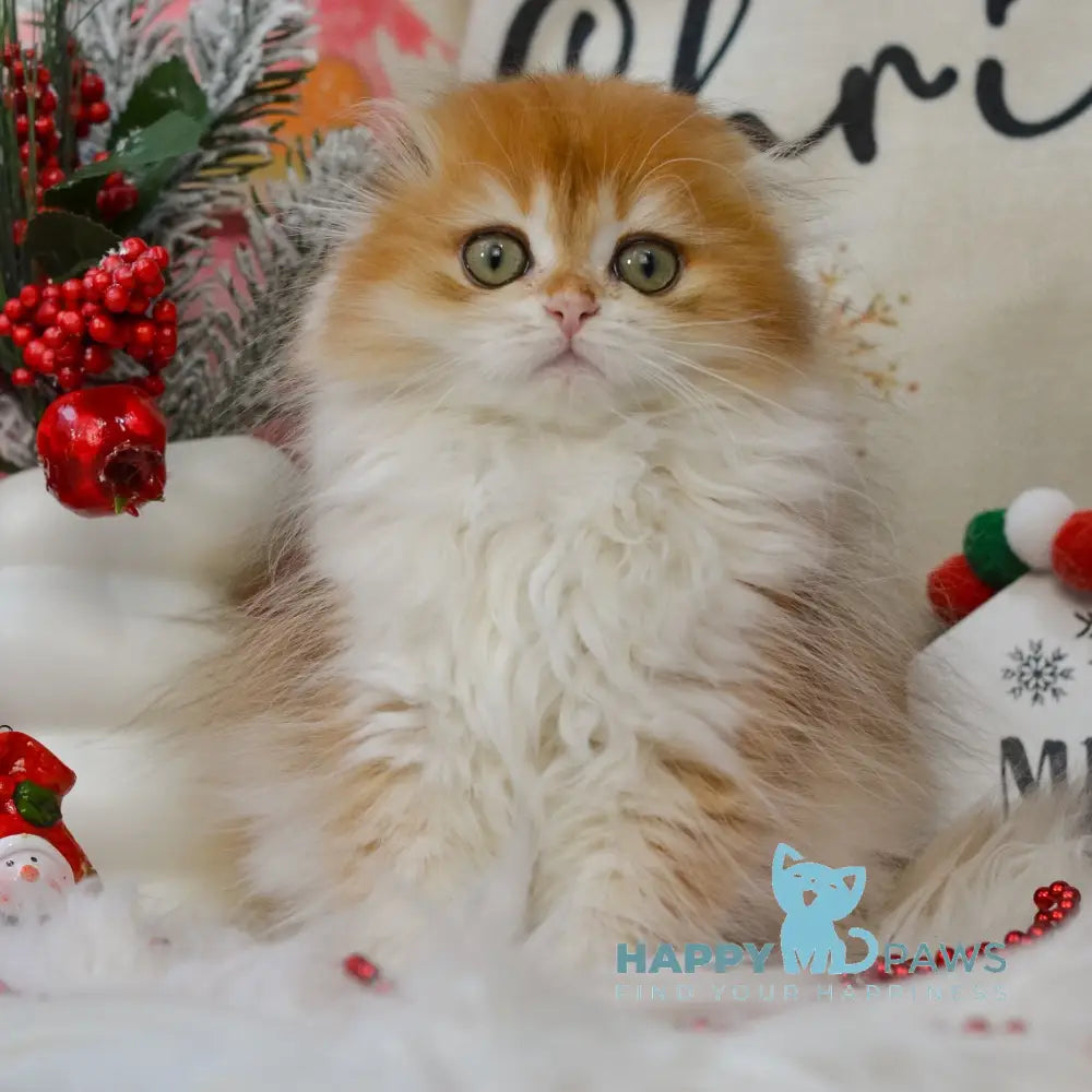 Mariella Scottish Fold female black golden chinchilla live animals