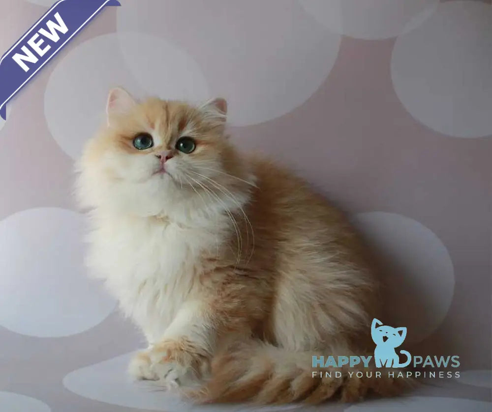 Marik British Longhair male black golden chinchilla live animals