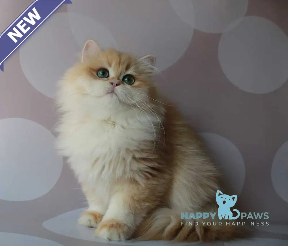 Marik British Longhair male black golden chinchilla live animals