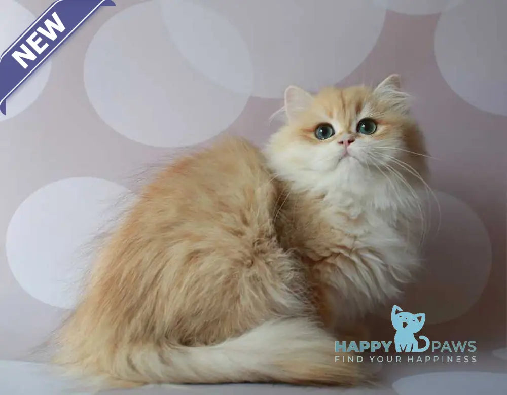 Marik British Longhair male black golden chinchilla live animals