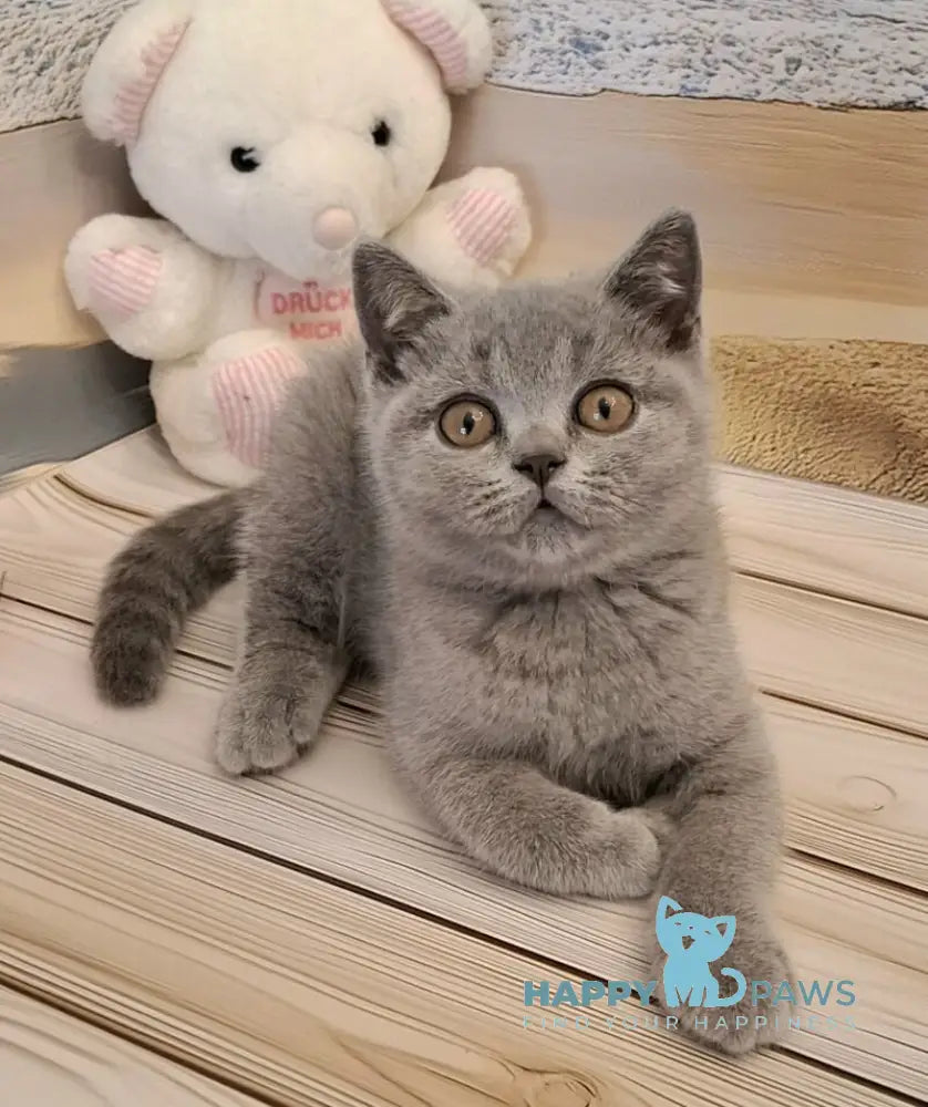 Marik British Shorthair male blue live animals