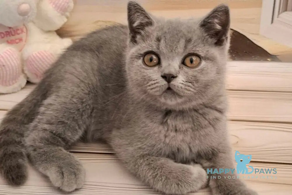 Marik British Shorthair male blue live animals