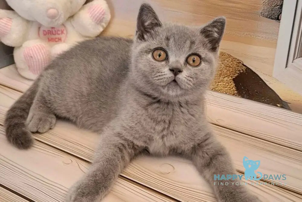 Marik British Shorthair male blue live animals