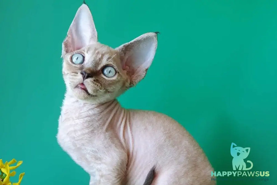 Marik Devon Rex male black tabby pointed - live animals