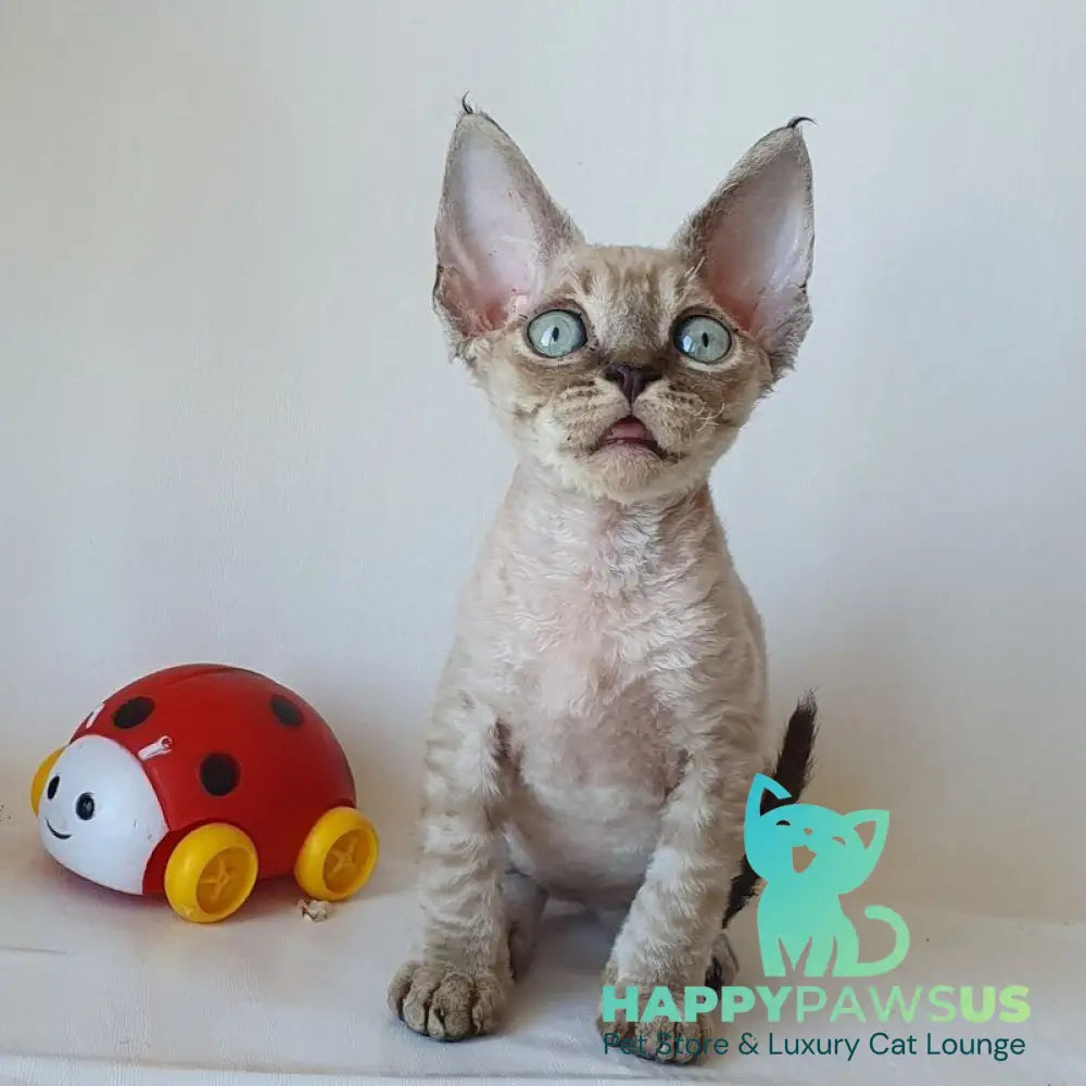 Marik Devon Rex male black tabby pointed - live animals