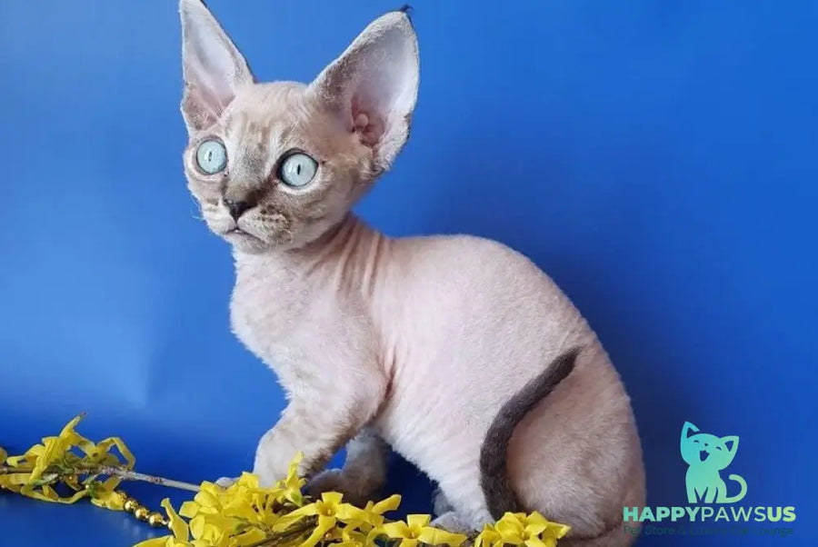 Marik Devon Rex male black tabby pointed - live animals