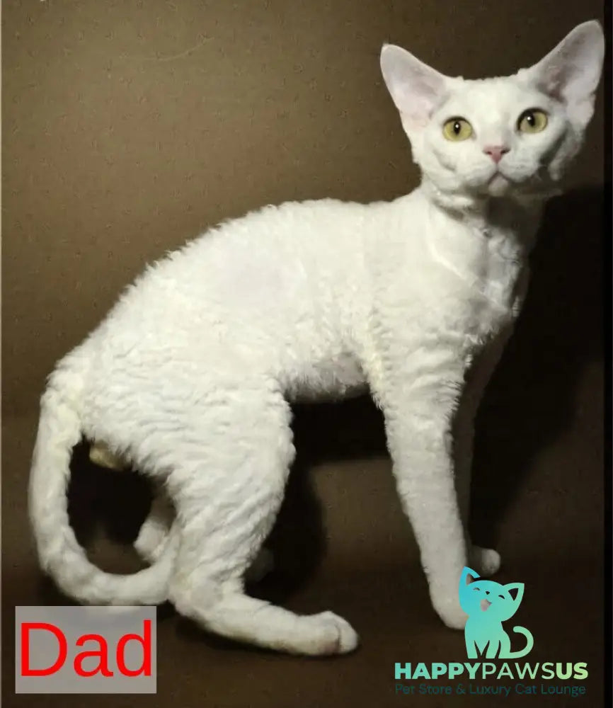 Marik Devon Rex male black tabby pointed - live animals