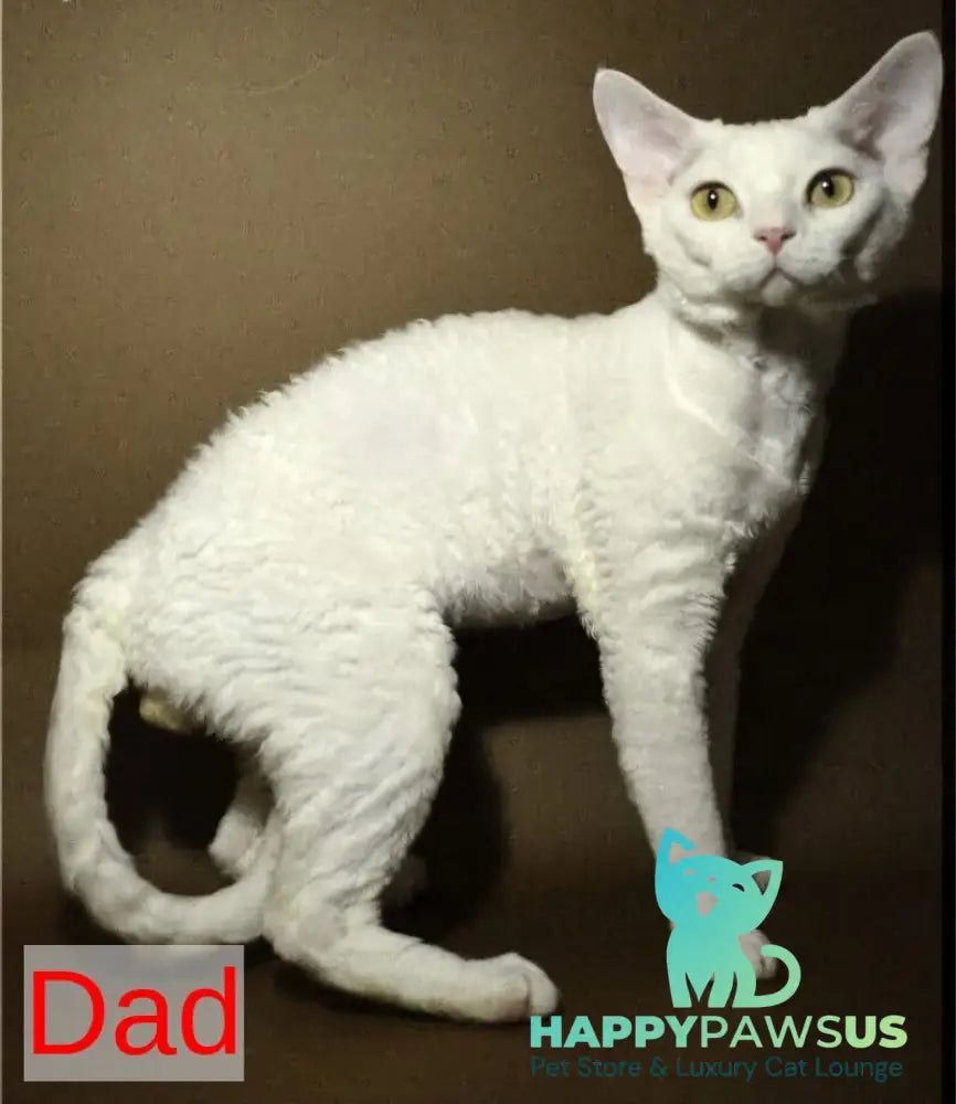 Marik Devon Rex male black tabby pointed - live animals