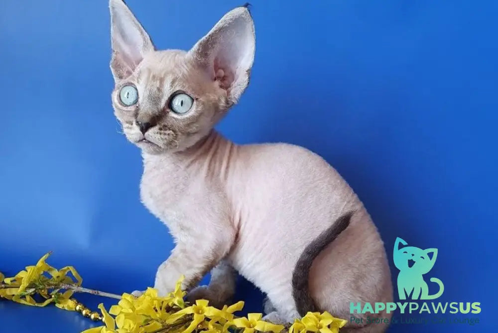 Marik Devon Rex male black tabby pointed - live animals