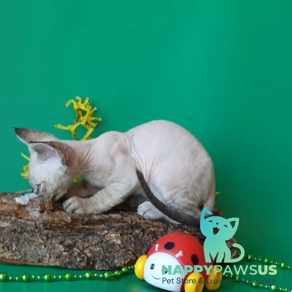 Marik Devon Rex male black tabby pointed - live animals