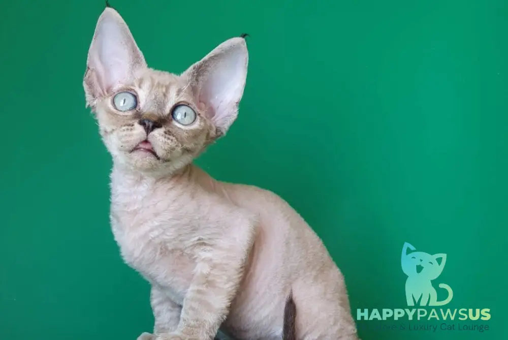 Marik Devon Rex male black tabby pointed - live animals