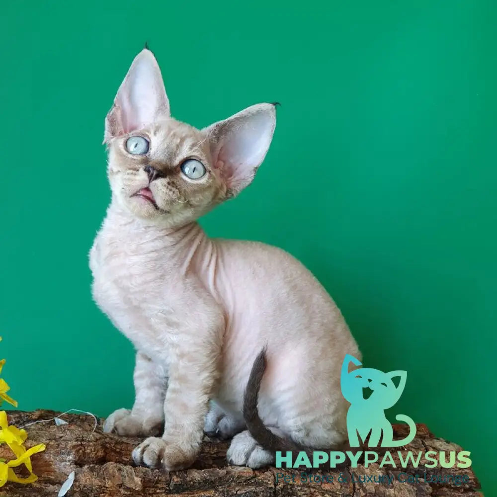 Marik Devon Rex male black tabby pointed - live animals