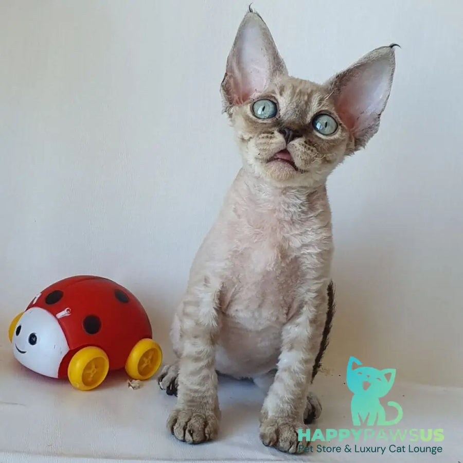 Marik Devon Rex male black tabby pointed - live animals