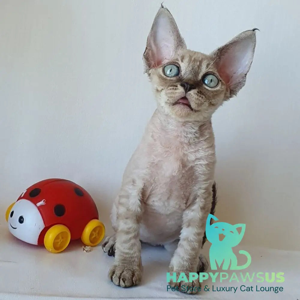 Marik Devon Rex male black tabby pointed - live animals