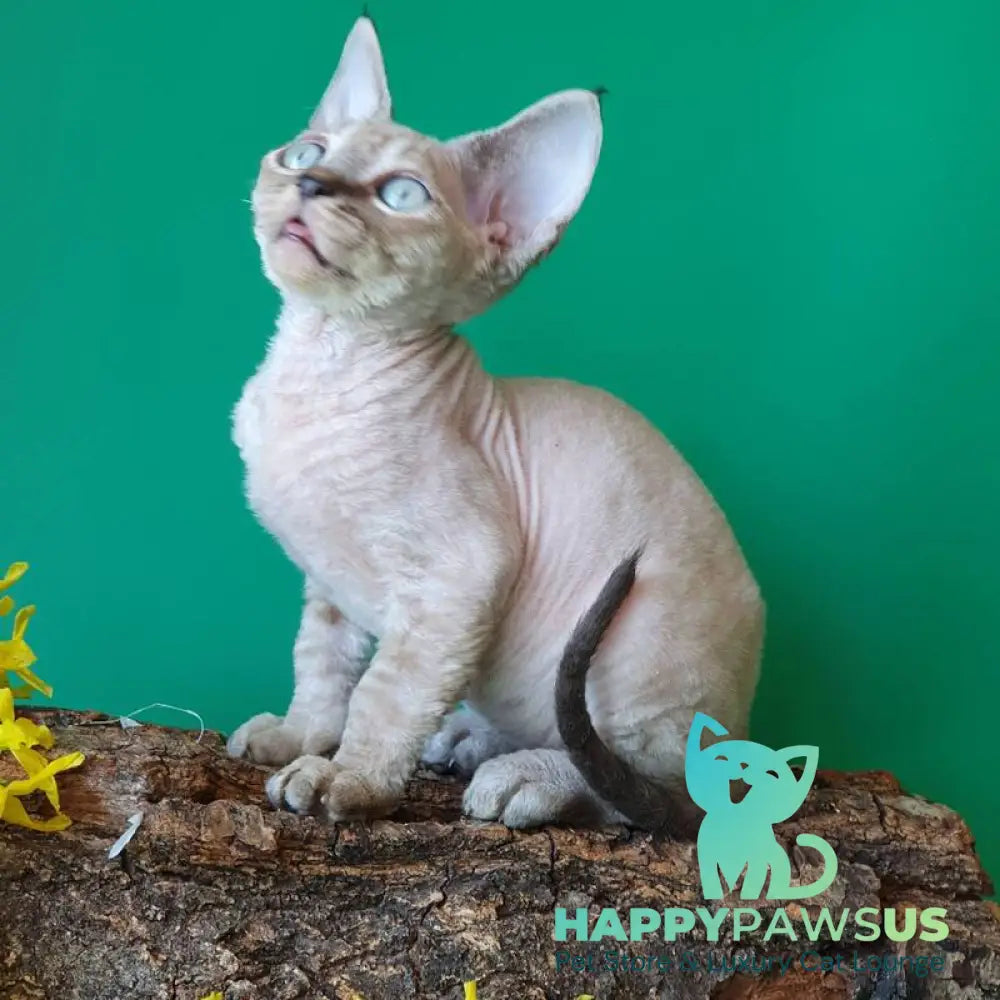 Marik Devon Rex male black tabby pointed - live animals