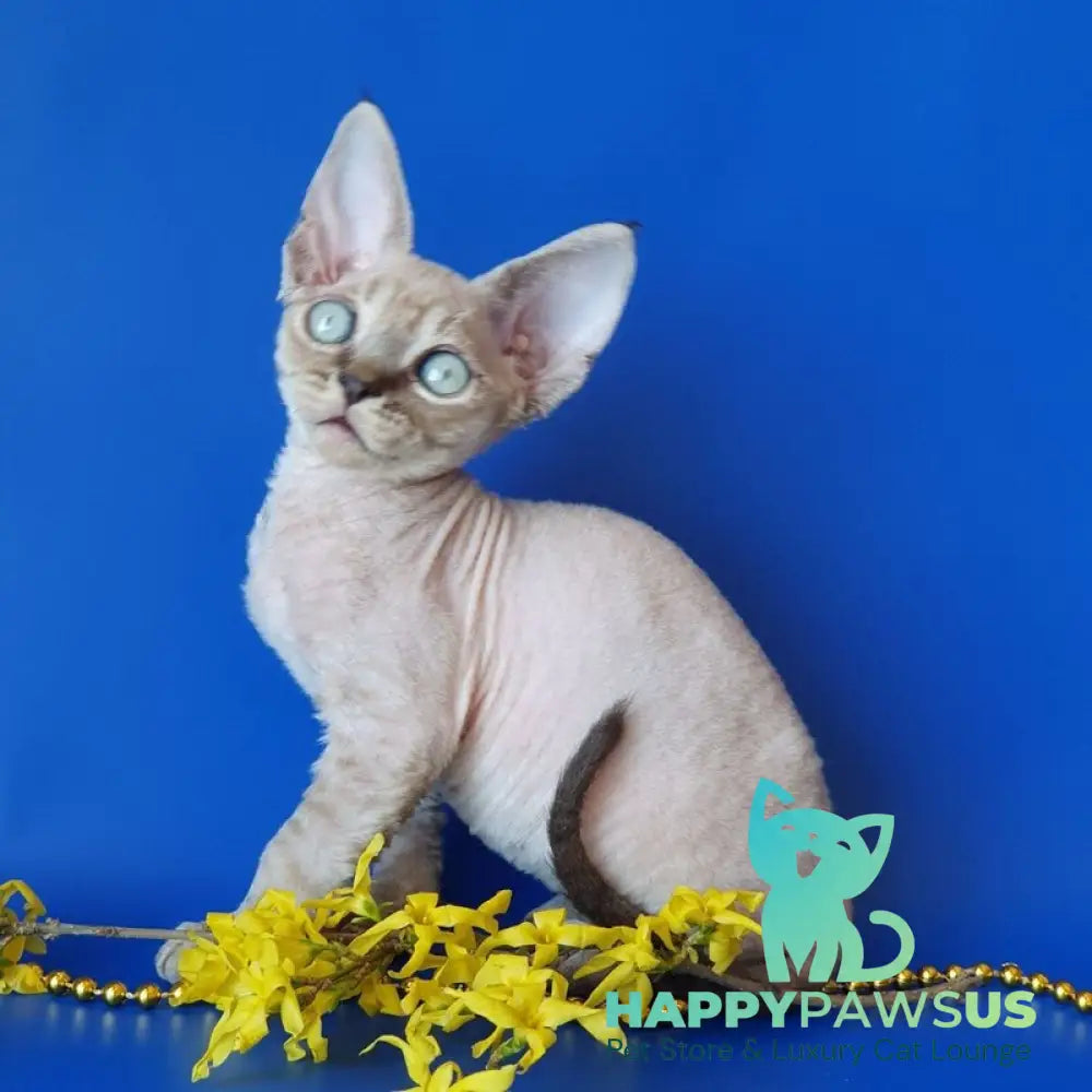 Marik Devon Rex male black tabby pointed - live animals