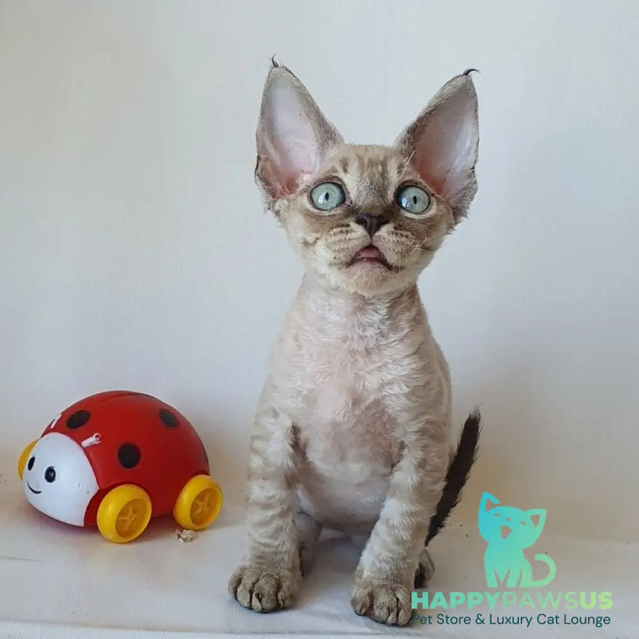 Marik Devon Rex male black tabby pointed - live animals