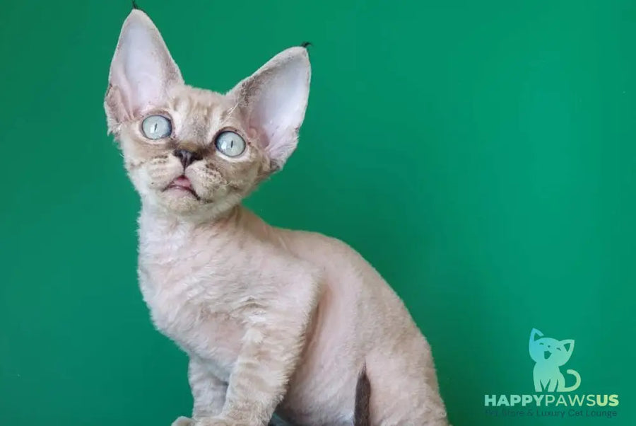 Marik Devon Rex male black tabby pointed - live animals