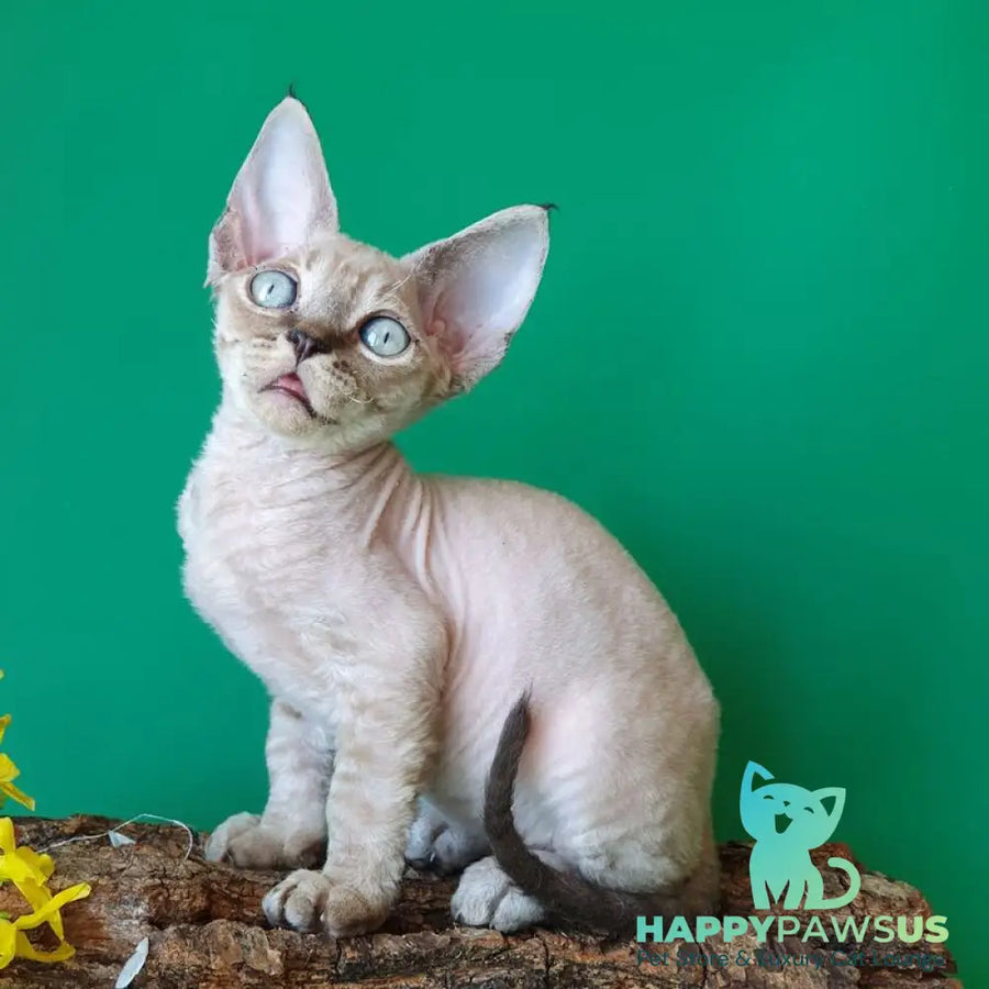 Marik Devon Rex male black tabby pointed - live animals