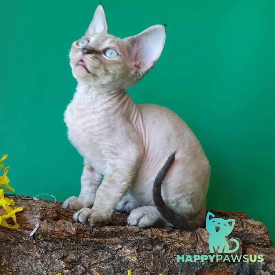 Marik Devon Rex male black tabby pointed - live animals
