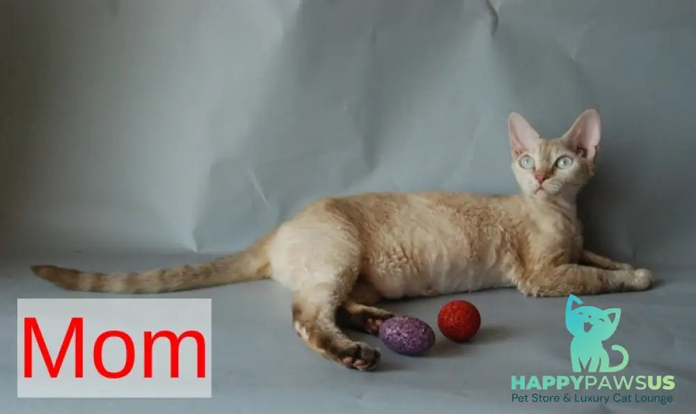 Marik Devon Rex male black tabby pointed - live animals