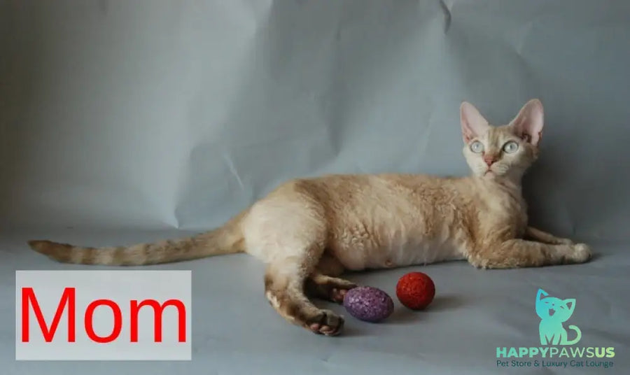 Marik Devon Rex male black tabby pointed - live animals
