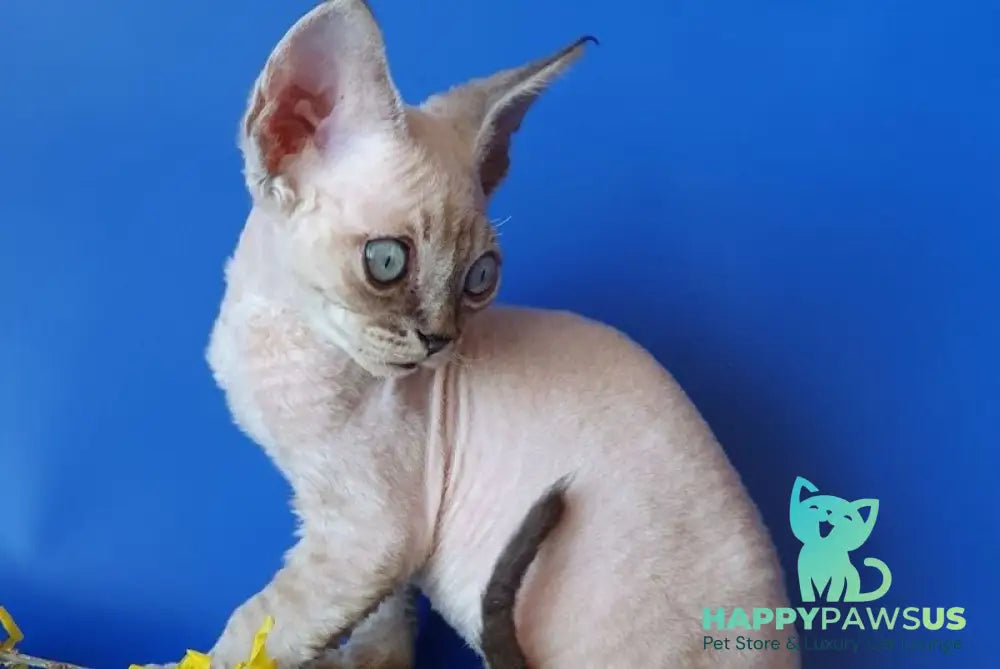 Marik Devon Rex male black tabby pointed - live animals