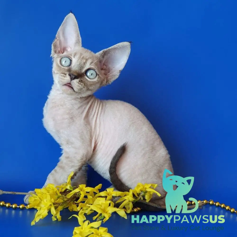 Marik Devon Rex male black tabby pointed - live animals