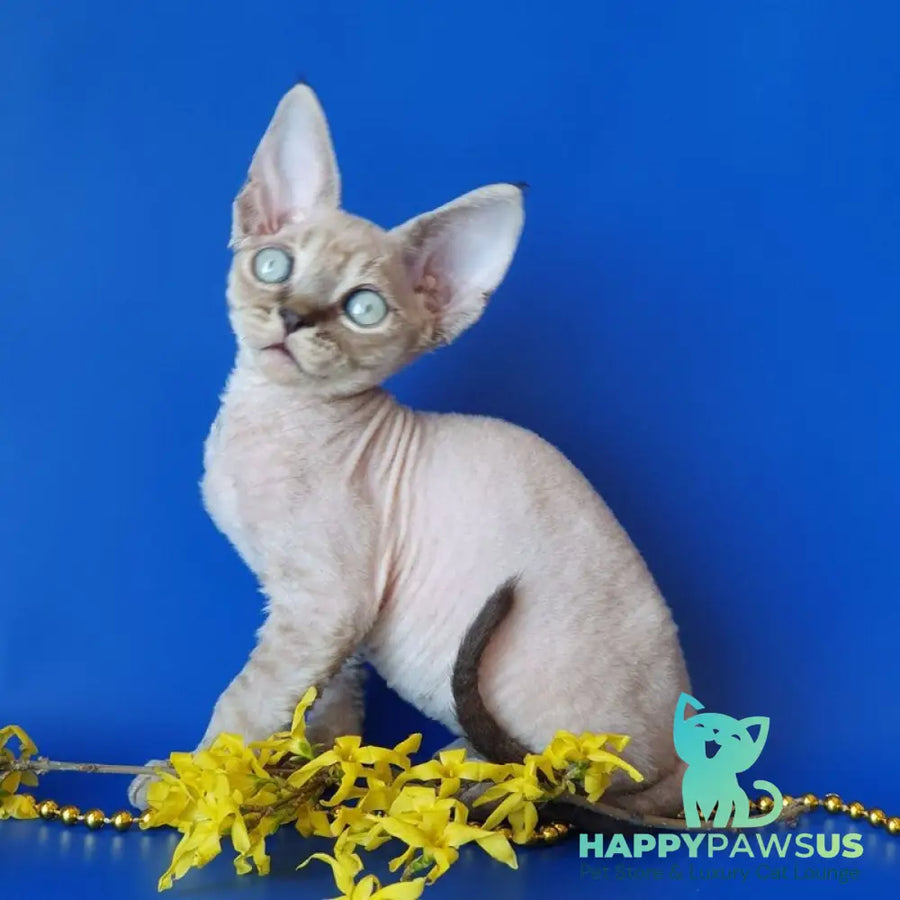 Marik Devon Rex male black tabby pointed - live animals