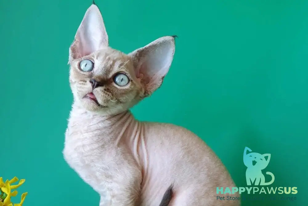 Marik Devon Rex male black tabby pointed - live animals
