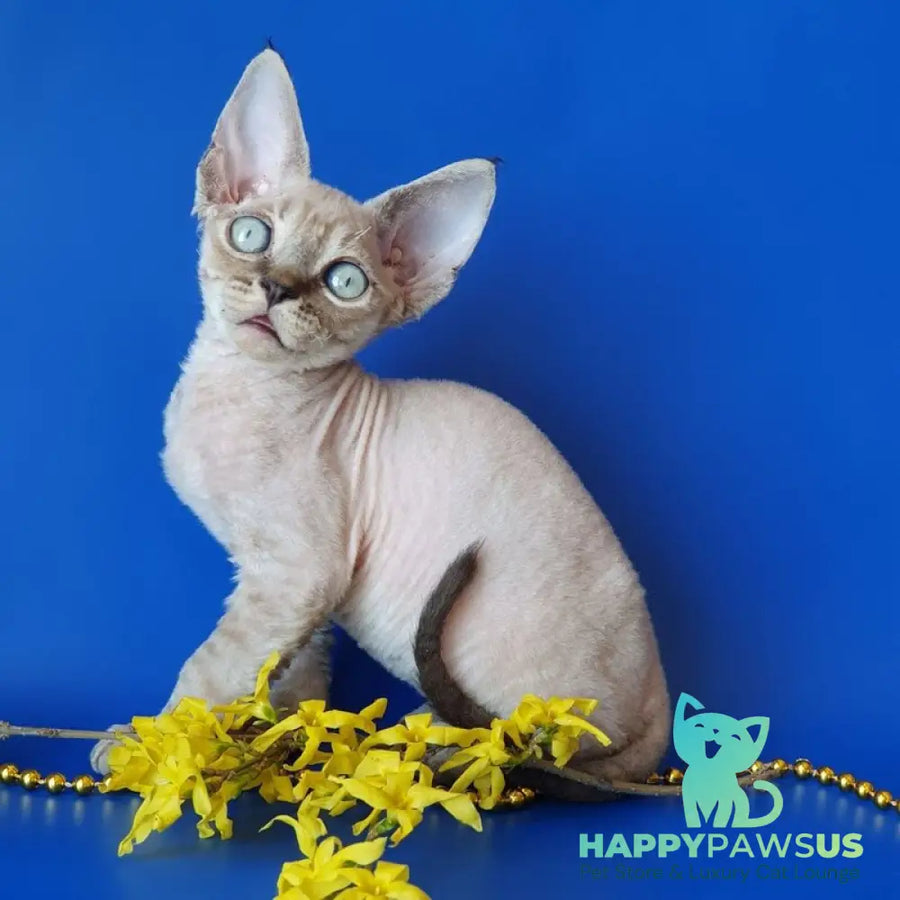Marik Devon Rex male black tabby pointed - live animals