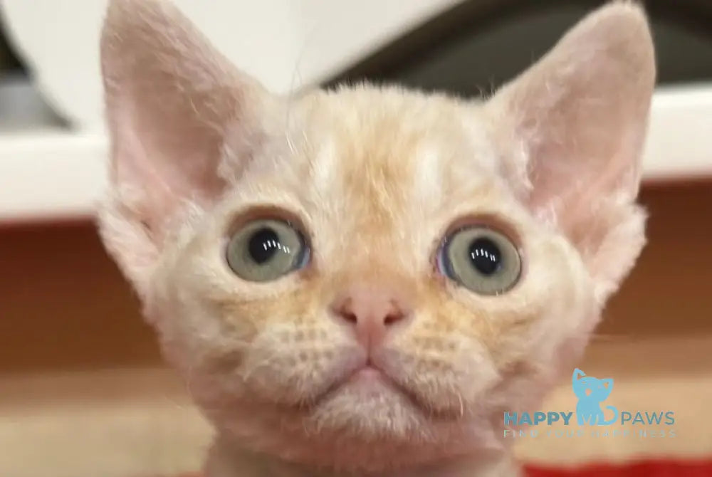 Marik Devon Rex male red tabby pointed live animals