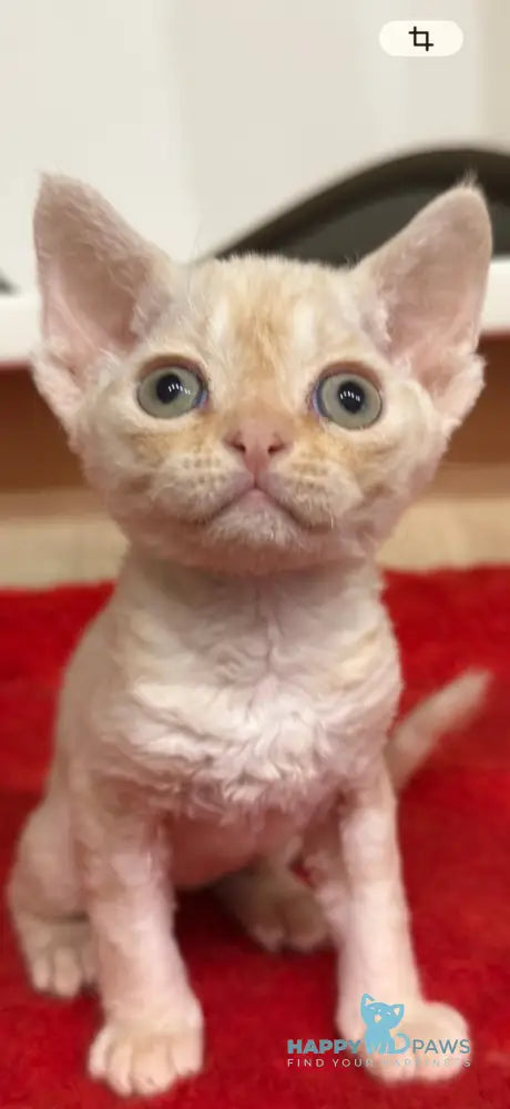 Marik Devon Rex male red tabby pointed live animals